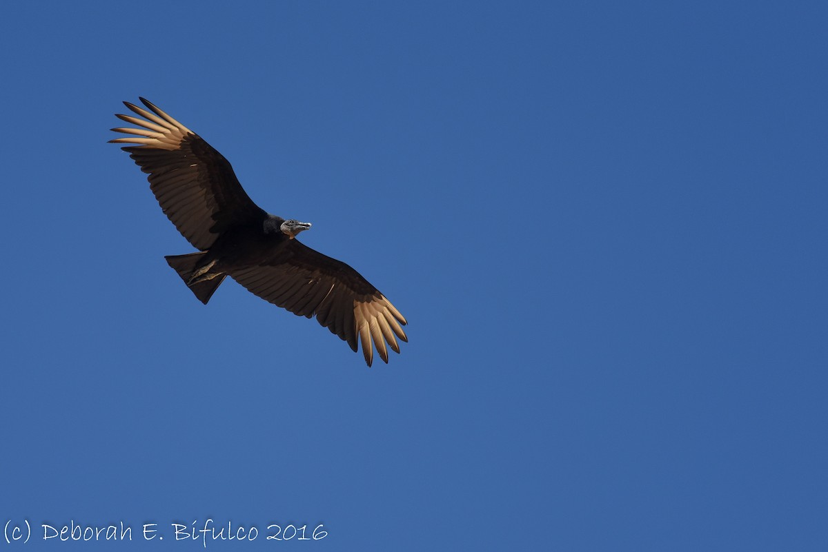Black Vulture - ML27614041