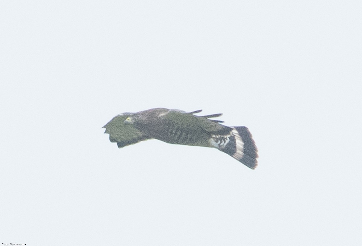 Broad-winged Hawk - ML276140451