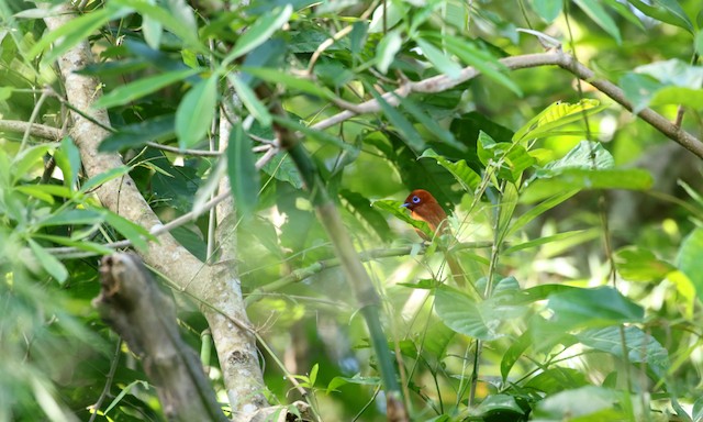 Habitat in&nbsp;Cagayan, Philippines. - Rufous Paradise-Flycatcher - 