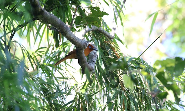 Habitat in Cagayan, Philippines. - Rufous Paradise-Flycatcher - 