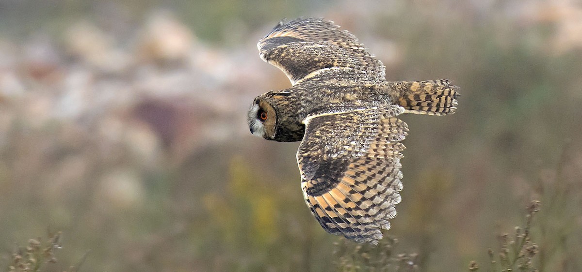 Long-eared Owl - daniel lopez velasco
