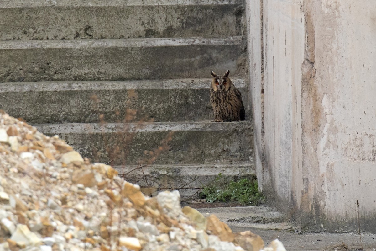 Long-eared Owl - ML276143601