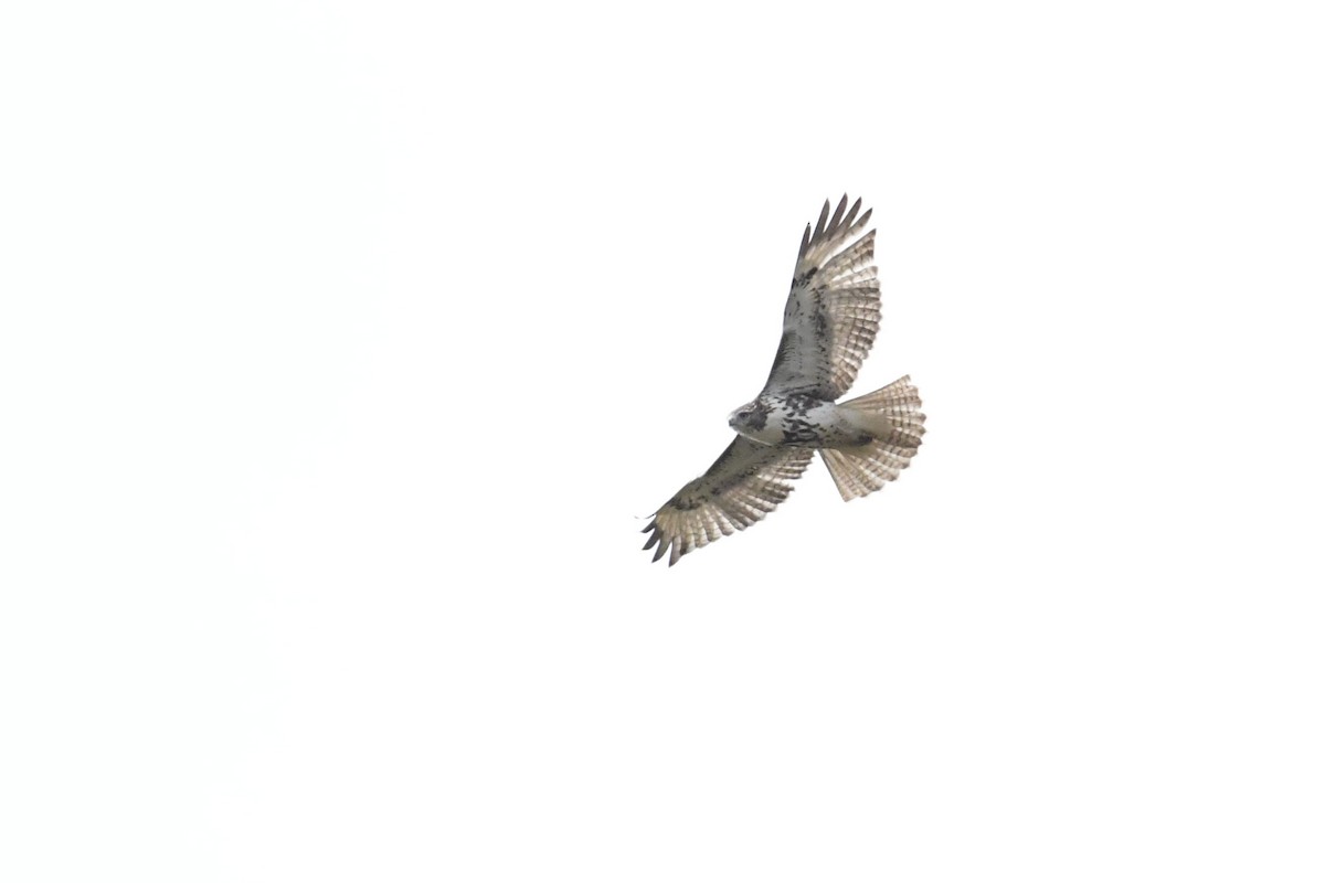 Red-tailed Hawk - ML276145861