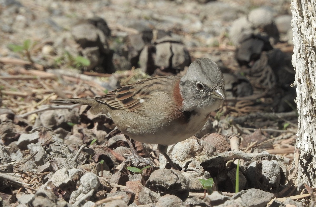 Rufous-collared Sparrow - Noam Markus