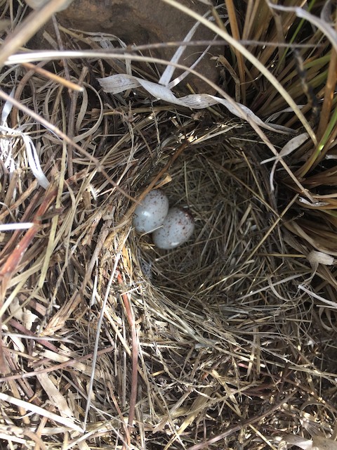 Nest of Striped Sparrow with two eggs. - Striped Sparrow - 