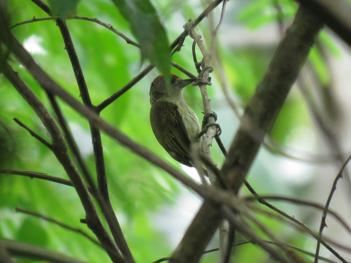 Fine-barred Piculet - ML27615021