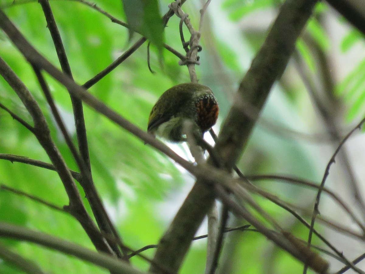 Fine-barred Piculet - ML27615051