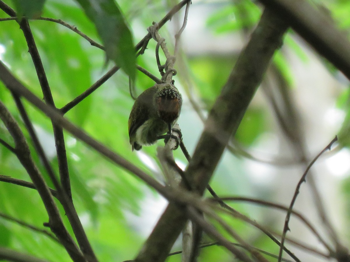 Fine-barred Piculet - ML27615111