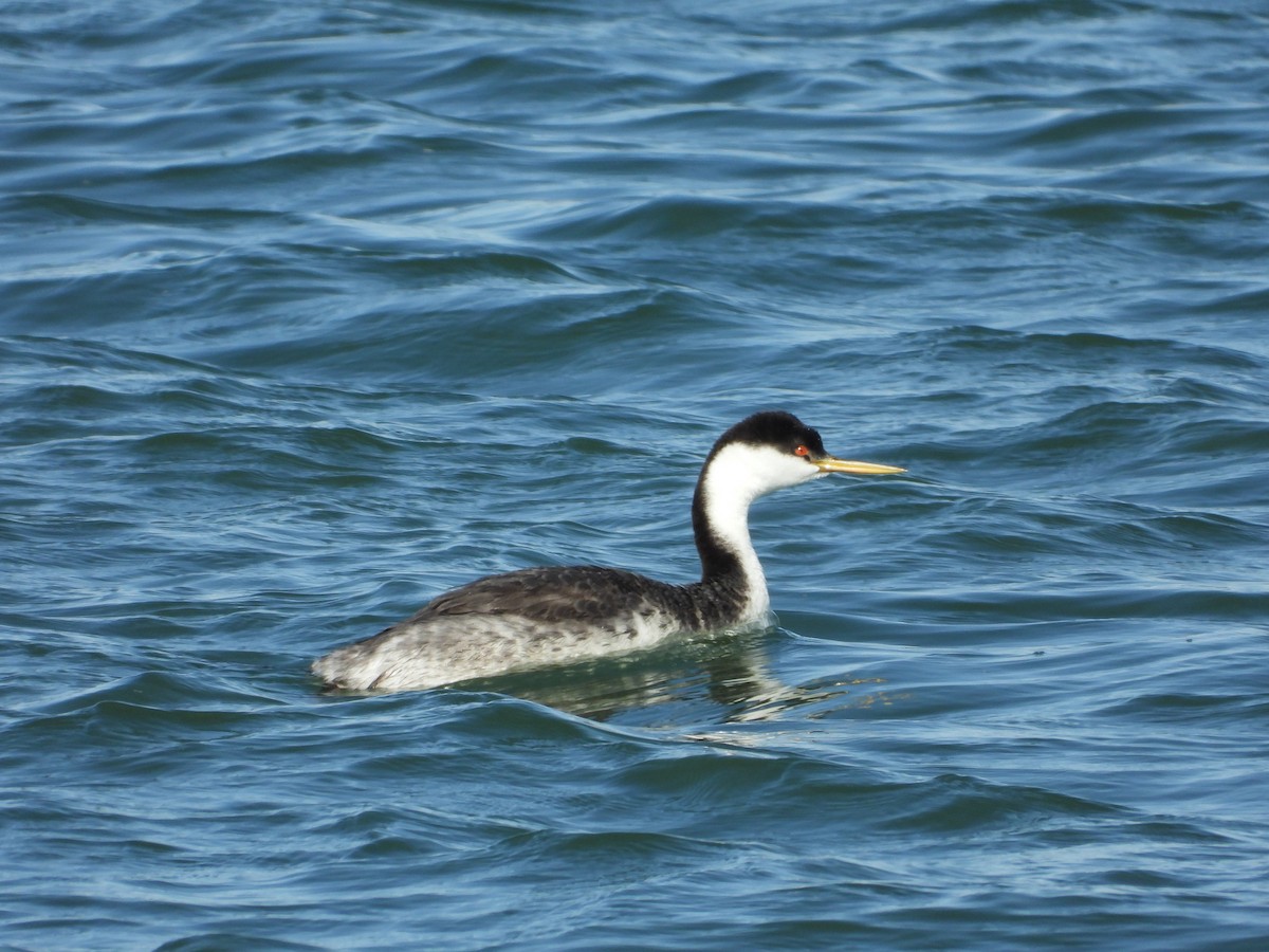 Western Grebe - Jeff Percell