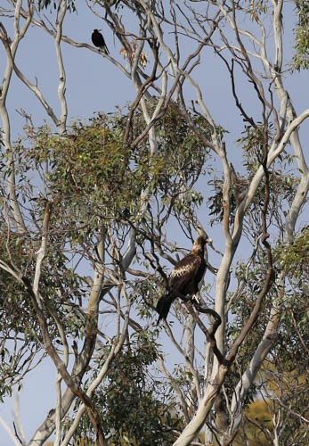 Wedge-tailed Eagle - Bill Scott-Young