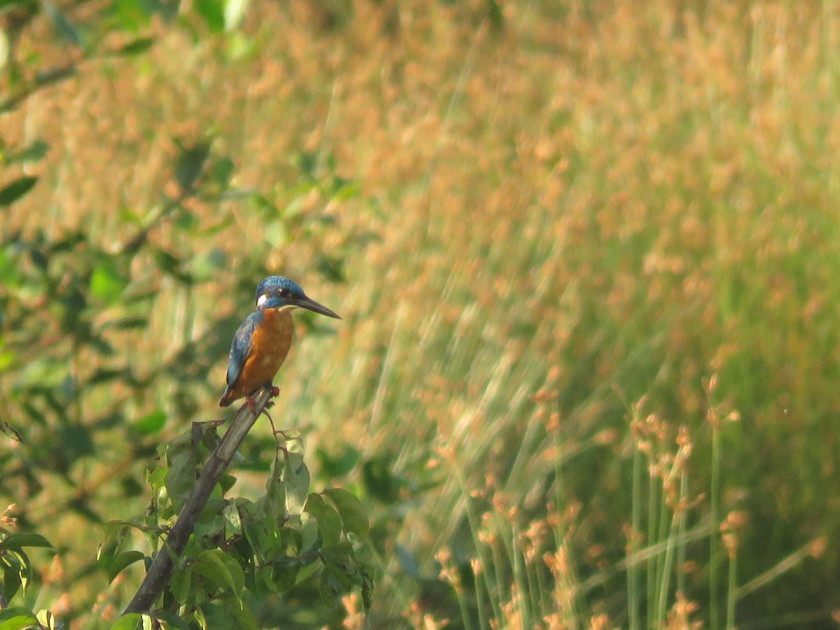 Common Kingfisher (Cobalt-eared) - Eric R. Gulson C.