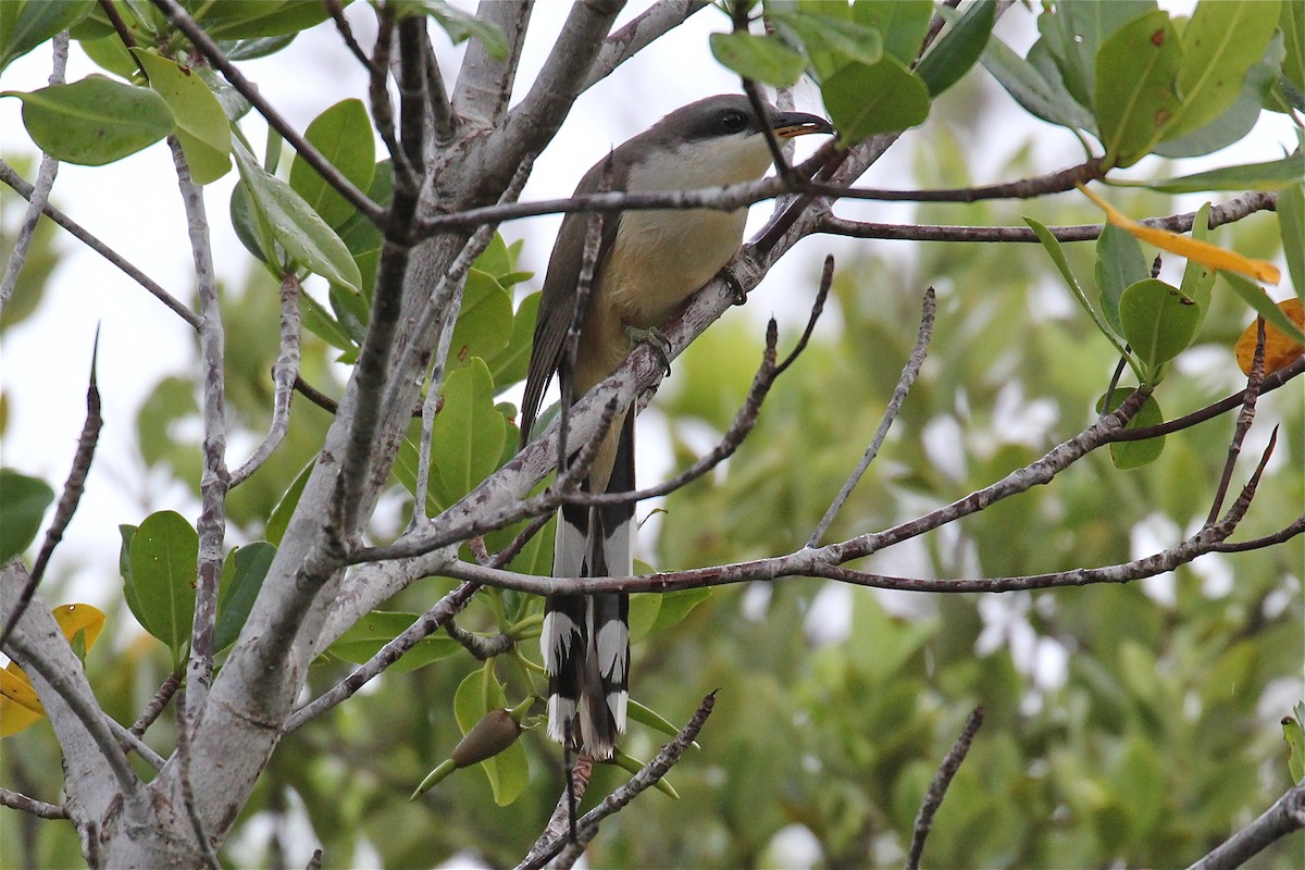 Mangrove Cuckoo - ML27616391
