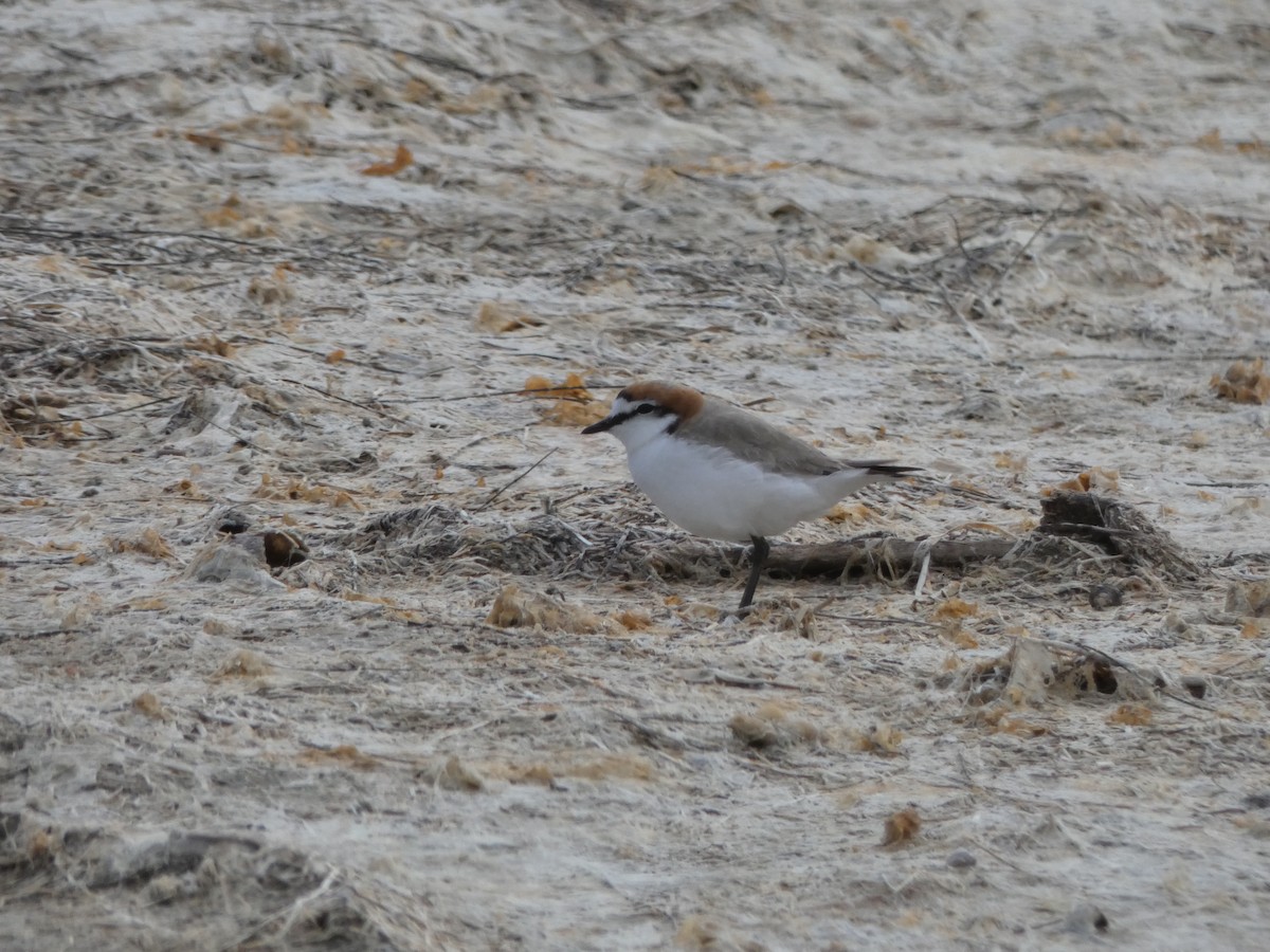 Red-capped Plover - Ian Melbourne