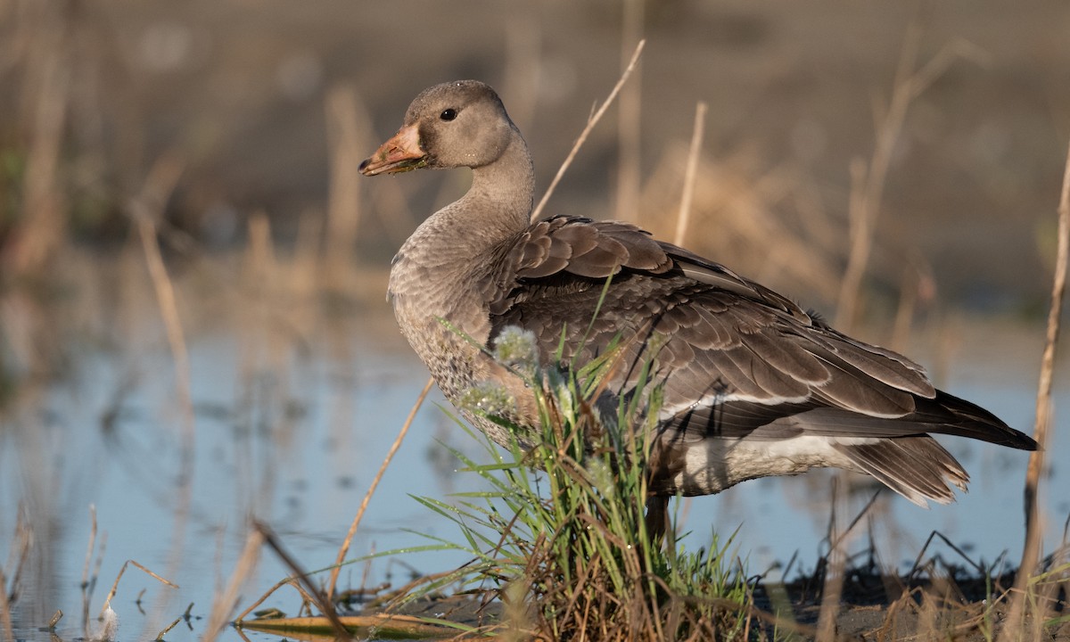 Greater White-fronted Goose (Western) - ML276176481