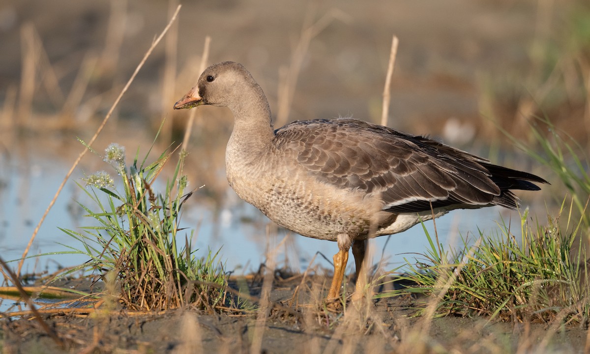 Greater White-fronted Goose (Western) - ML276176651