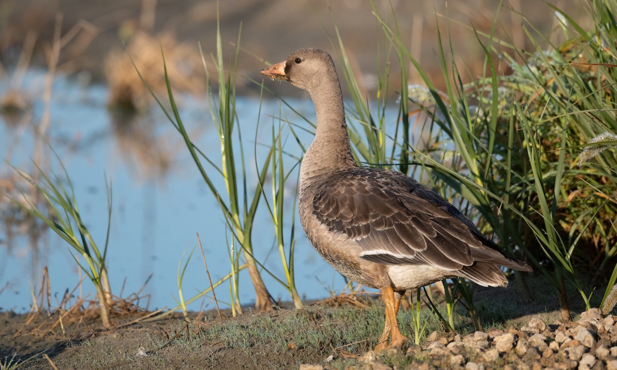 Greater White-fronted Goose (Western) - ML276176801