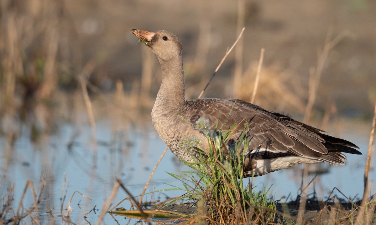 Greater White-fronted Goose (Western) - ML276176831