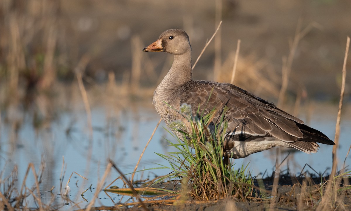 Greater White-fronted Goose (Western) - ML276176861