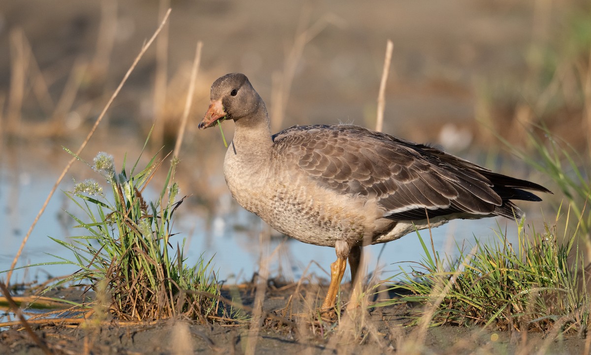 Greater White-fronted Goose (Western) - ML276176971