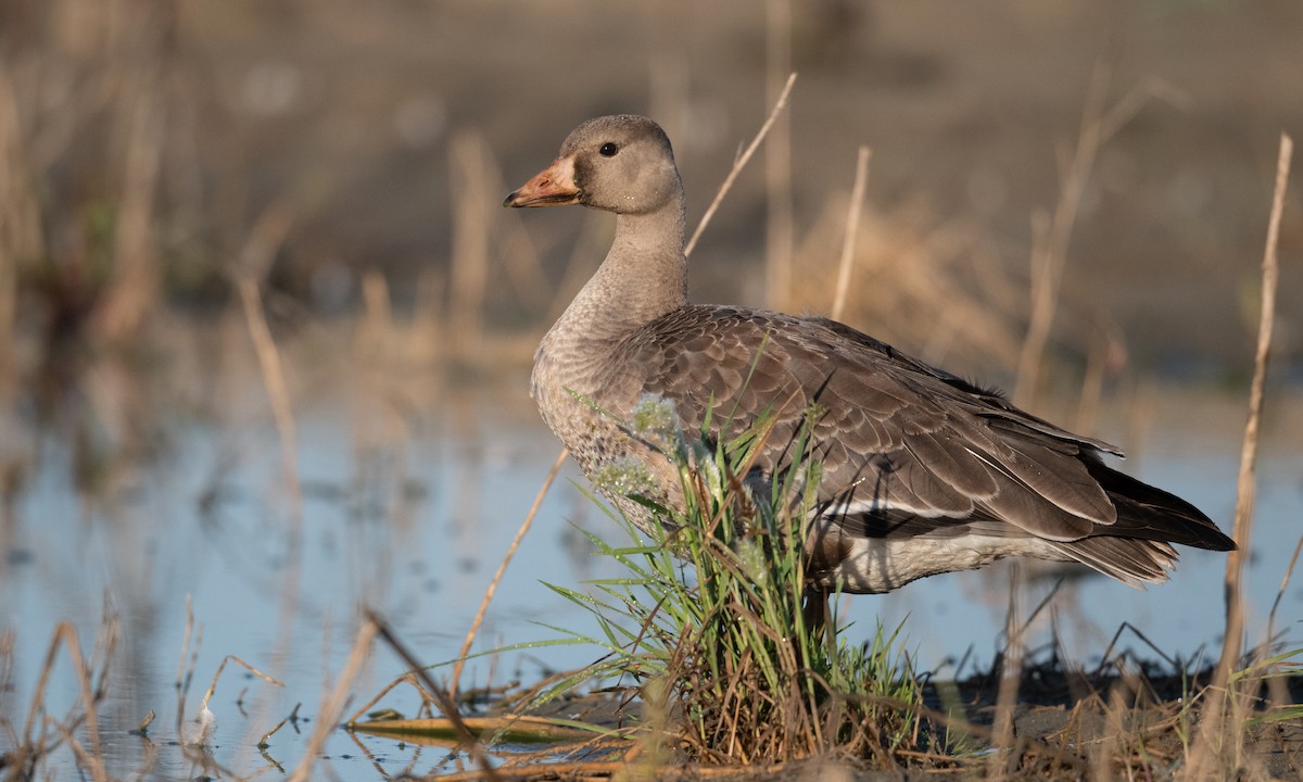 Greater White-fronted Goose (Western) - ML276177011