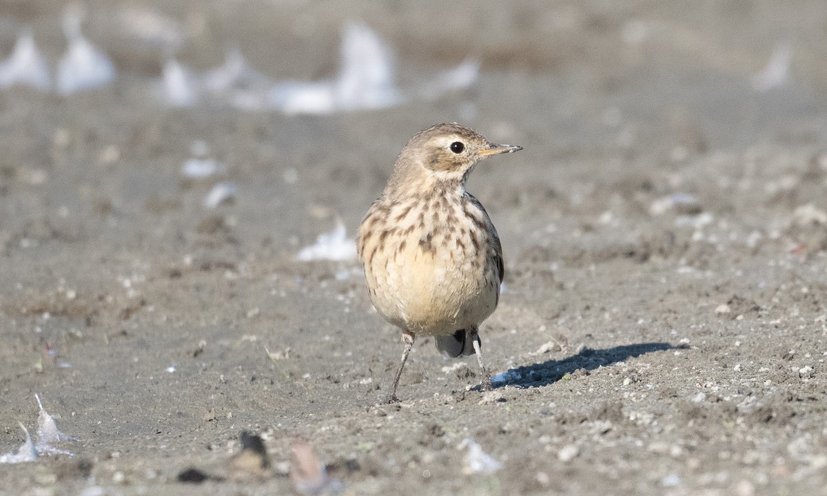American Pipit (rubescens Group) - ML276177041