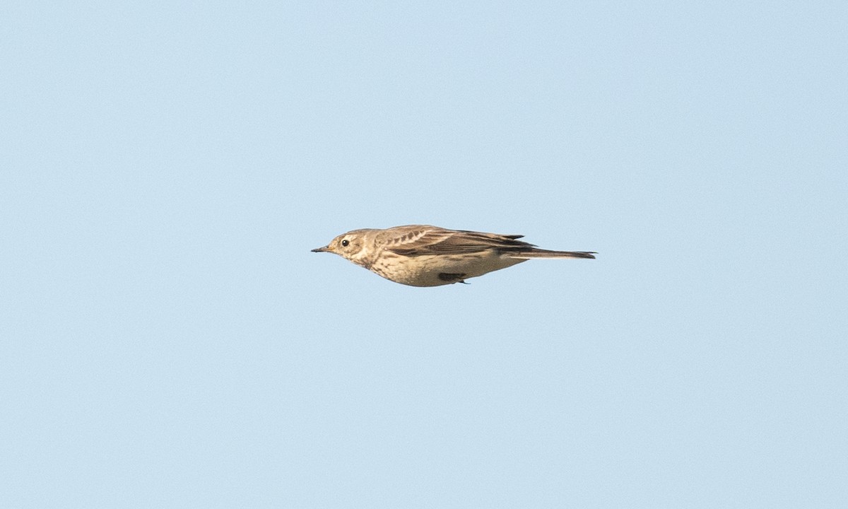 American Pipit (rubescens Group) - ML276177121
