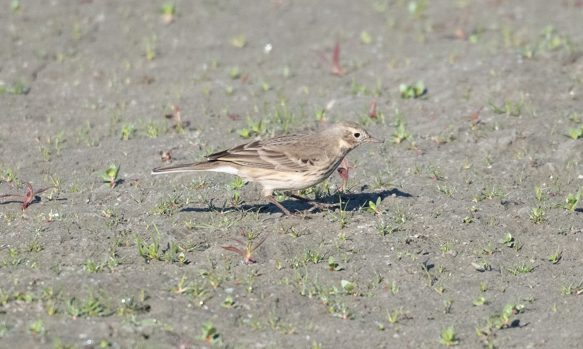 American Pipit (rubescens Group) - ML276177131
