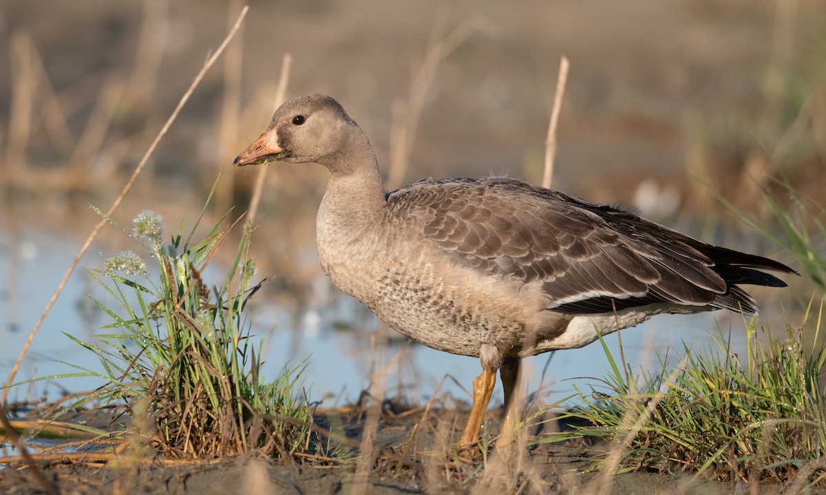 Greater White-fronted Goose (Western) - ML276177341