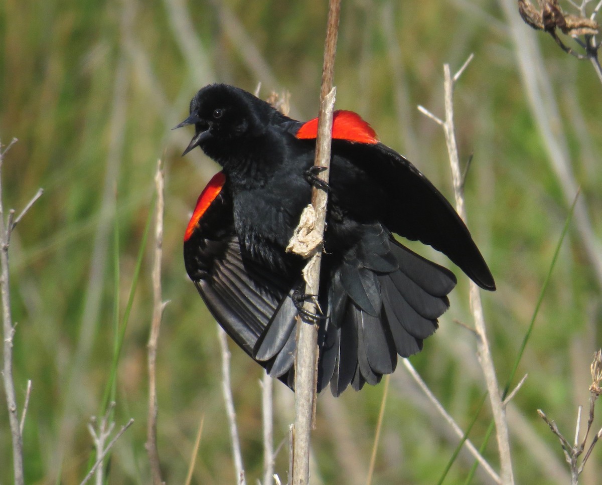 Red-winged Blackbird - ML27618021