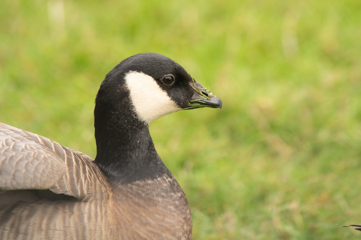 Cackling Goose (minima) - ML276180301