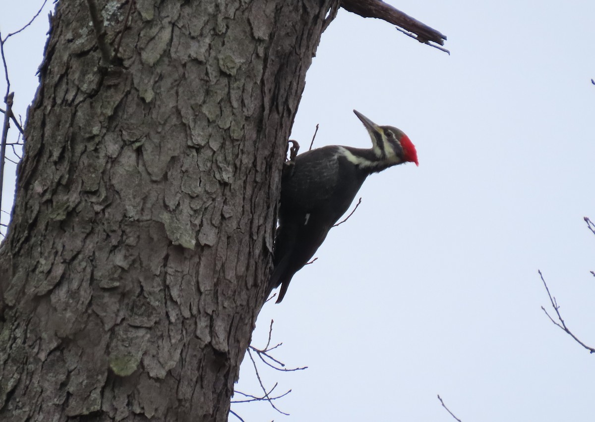Pileated Woodpecker - ML276185411