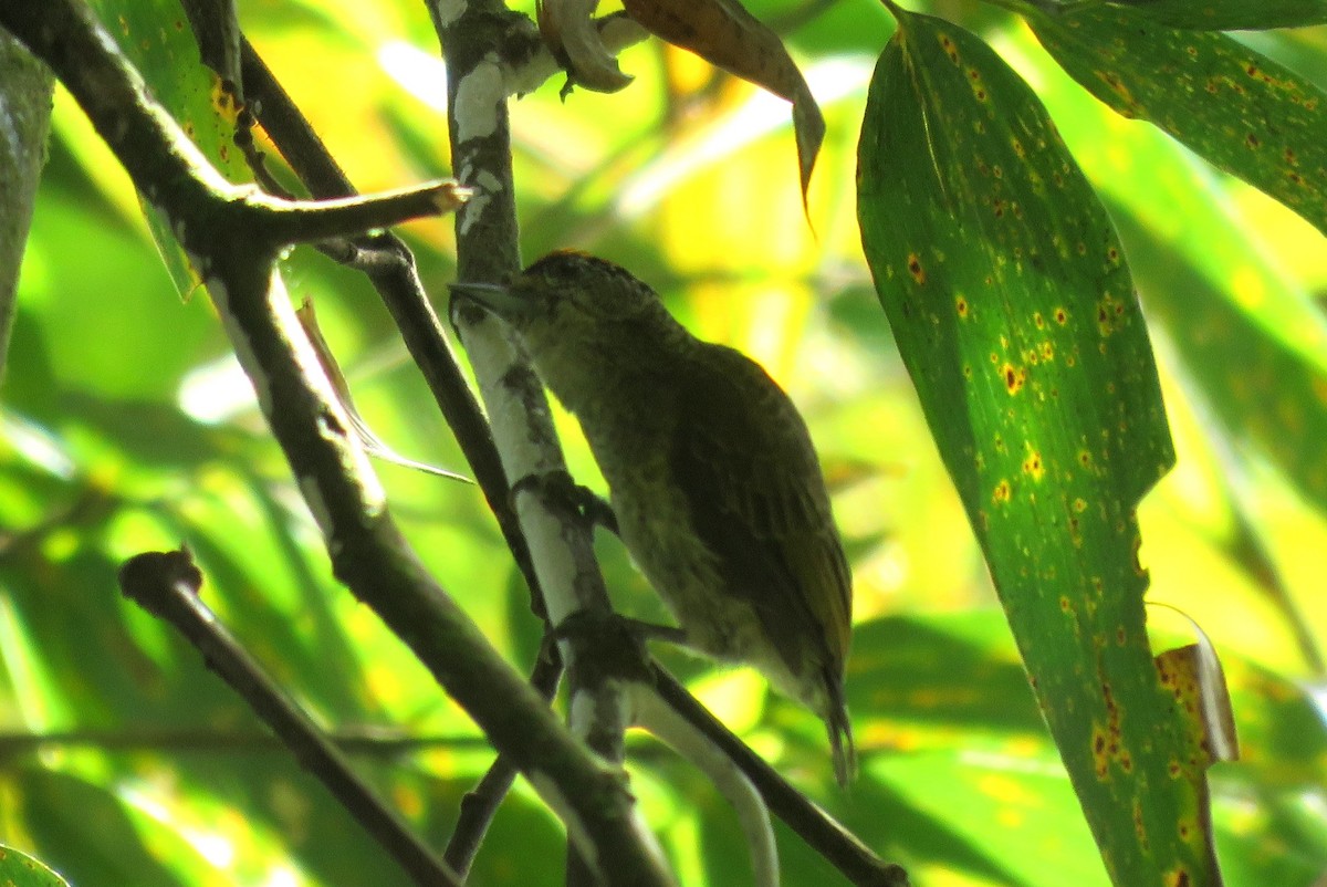 Fine-barred Piculet - ML27618651