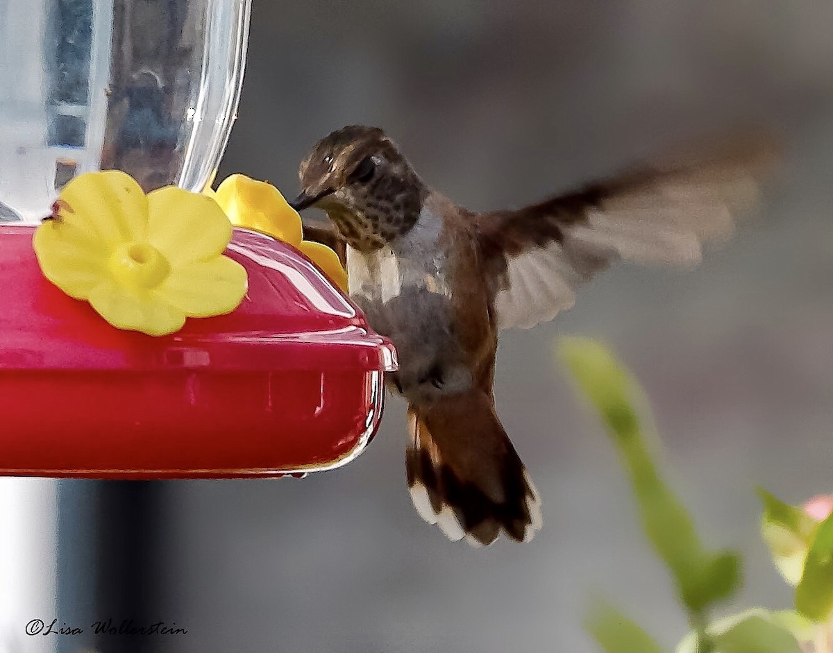 Rufous Hummingbird - ML276186601