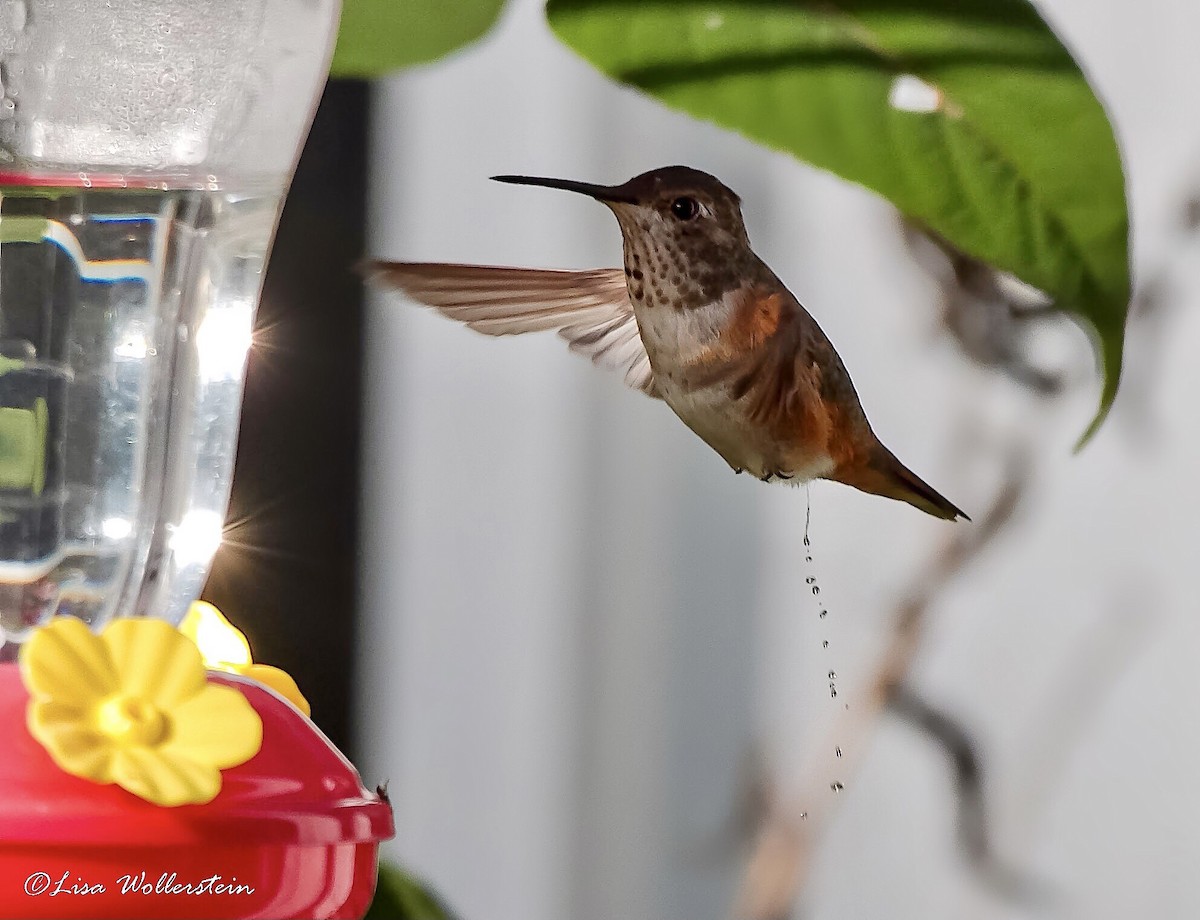 Rufous Hummingbird - Lisa Wollerstein