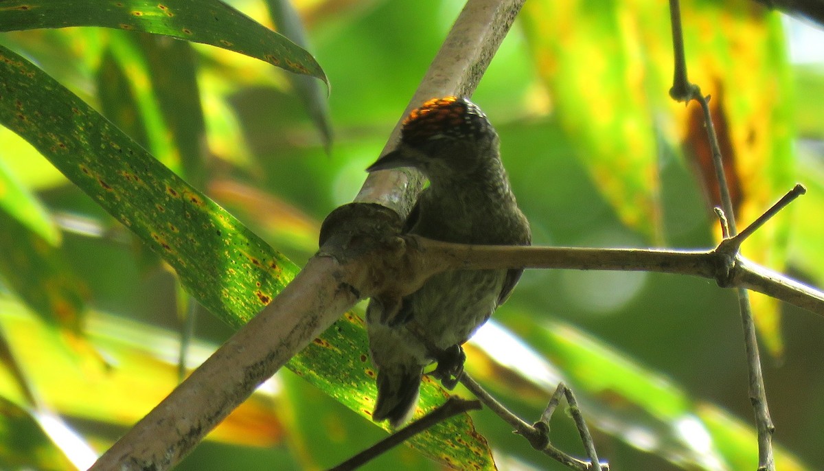Fine-barred Piculet - ML27618681