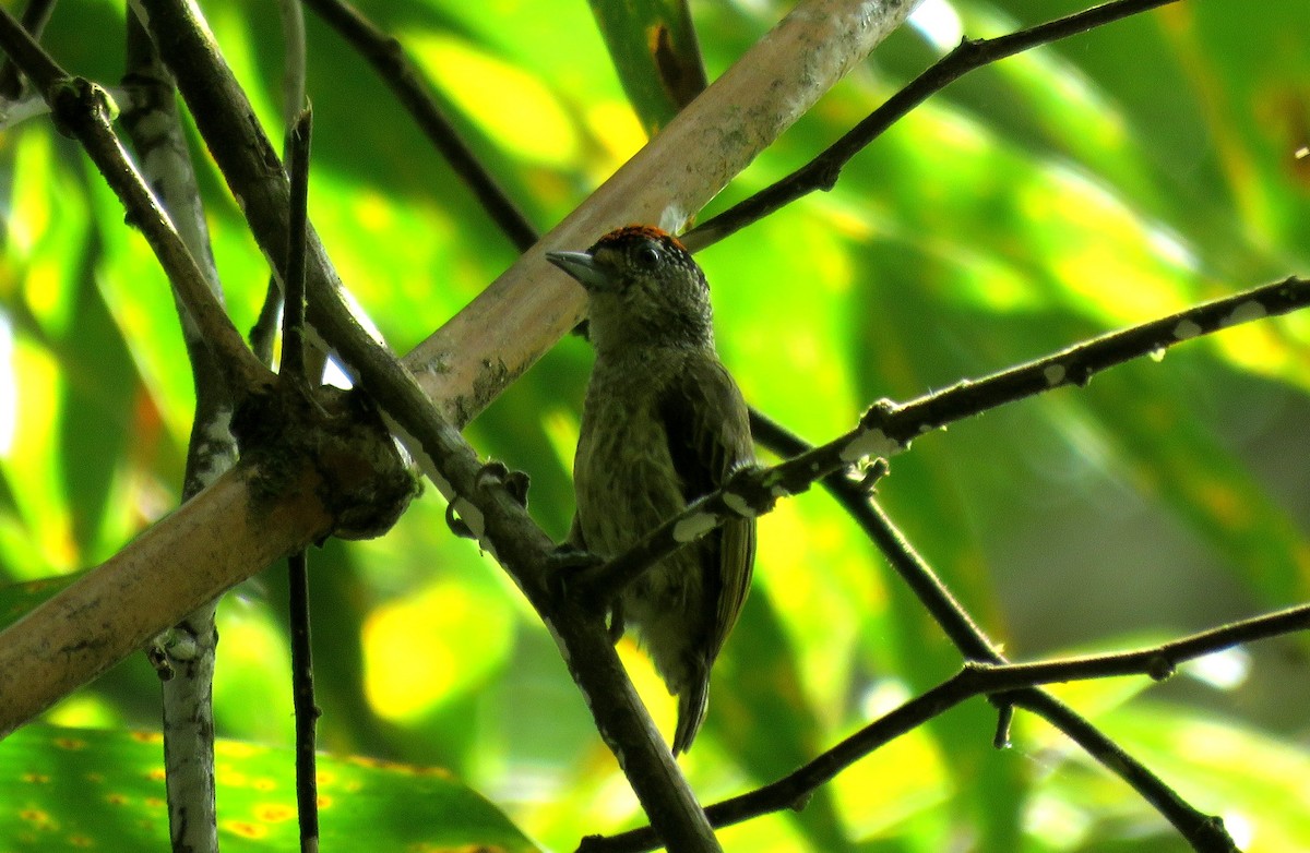 Fine-barred Piculet - ML27618721
