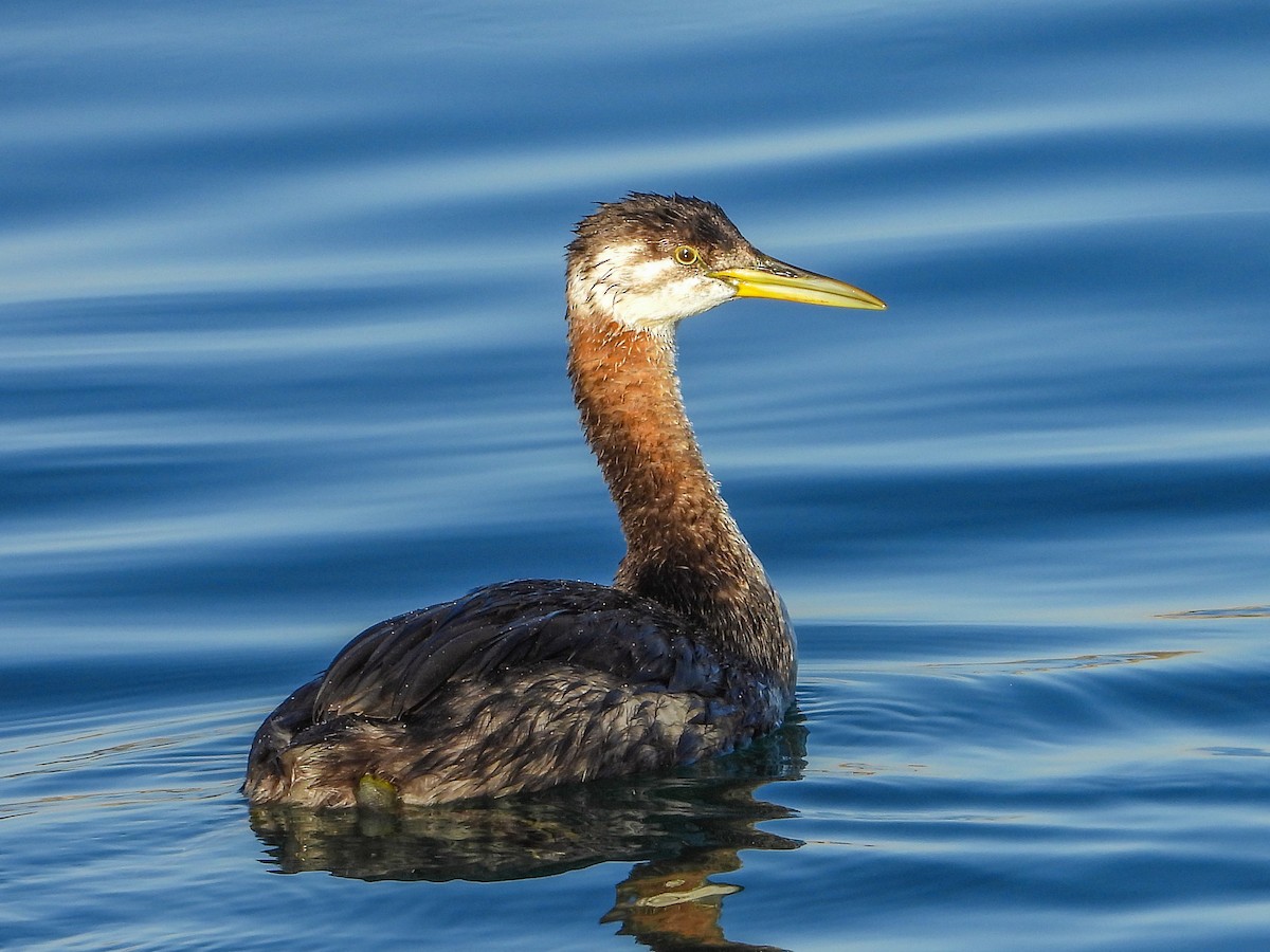 Red-necked Grebe - Jeanette Stone