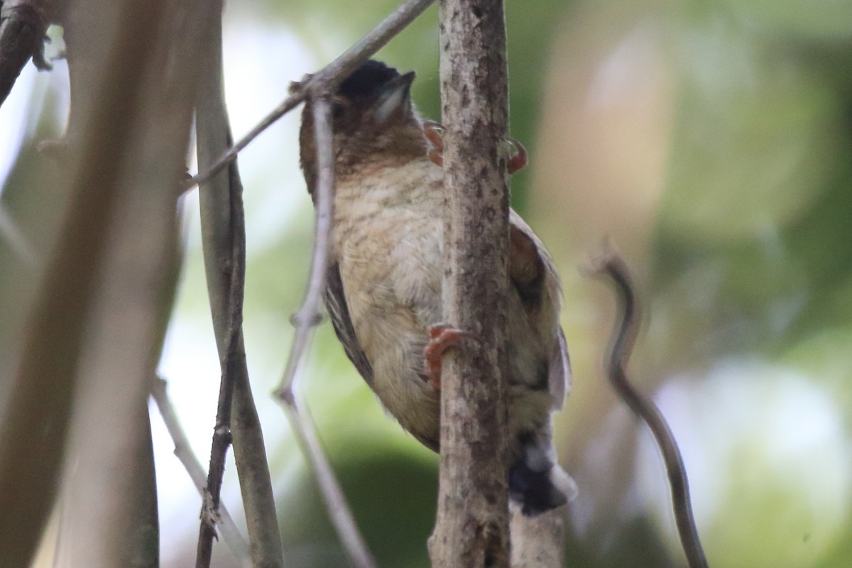 Rusty-necked Piculet - ML276192621