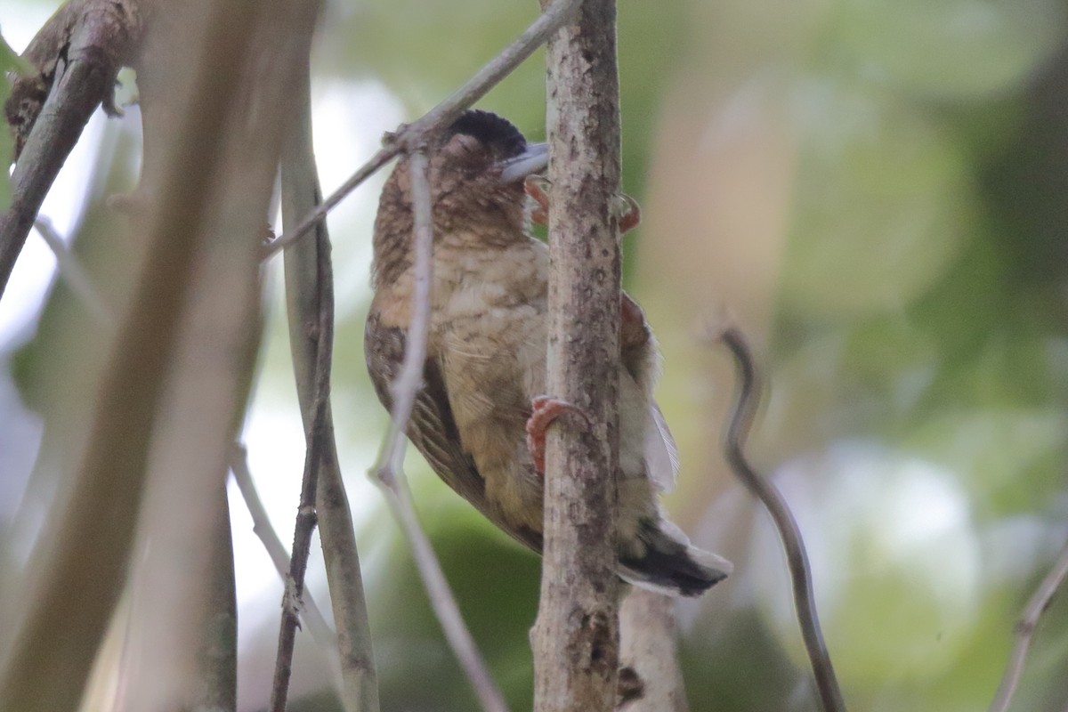 Rusty-necked Piculet - ML276192631