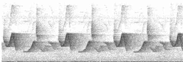 Troglodyte des Guarayos - ML276194611