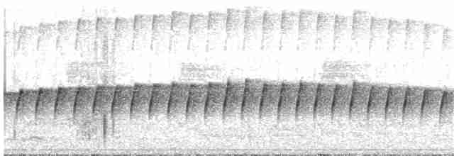 sølvmaurfugl - ML276194801