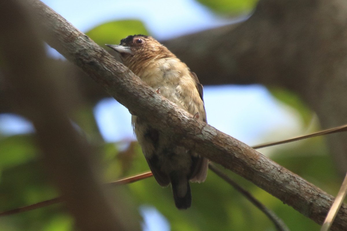 Rusty-necked Piculet - ML276198071