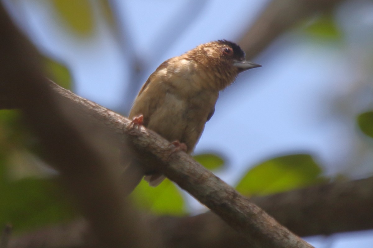 Rusty-necked Piculet - ML276198081