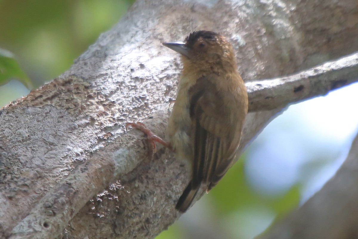 Rusty-necked Piculet - ML276198161