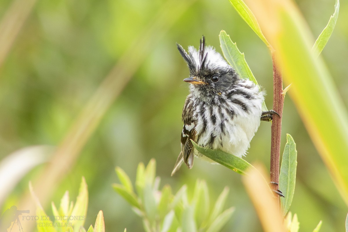 Pied-crested Tit-Tyrant - ML276205871
