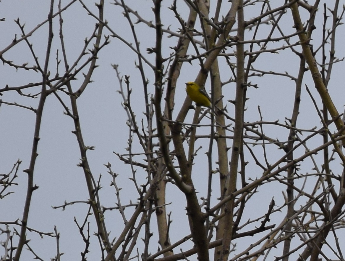 Blue-winged Warbler - Andy Reago &  Chrissy McClarren