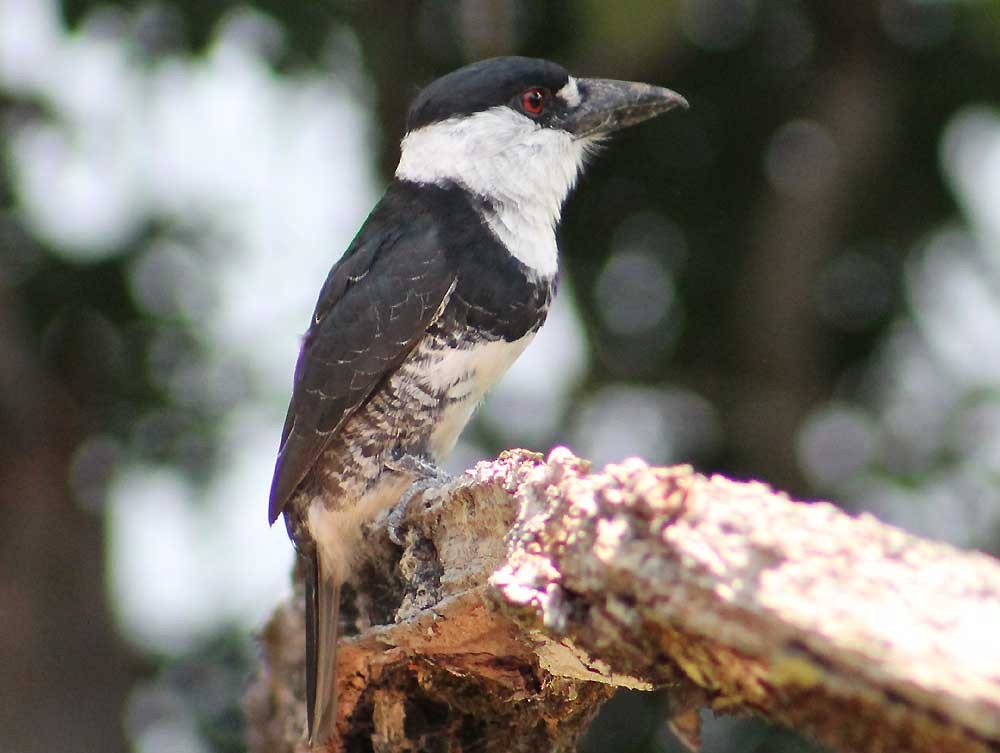 Guianan Puffbird - Nelson Lage