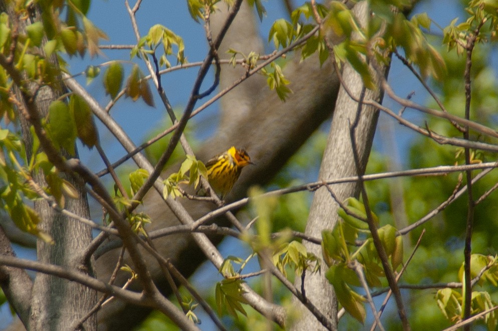 Cape May Warbler - ML276215351