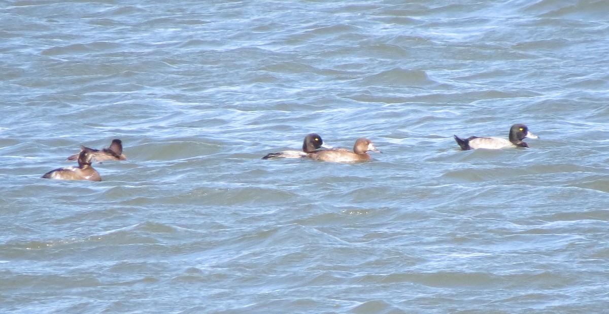 Greater Scaup - ML276222841