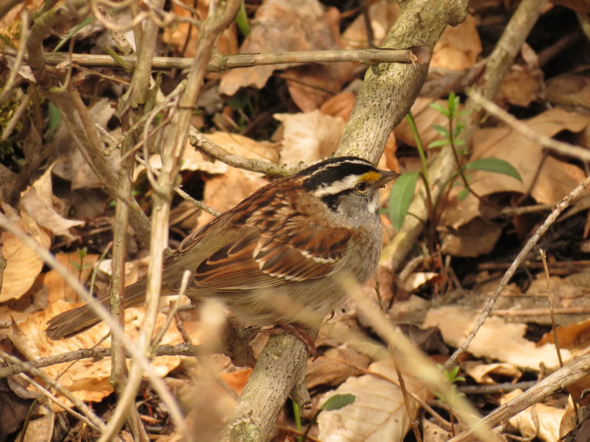 White-throated Sparrow - Reuven Martin